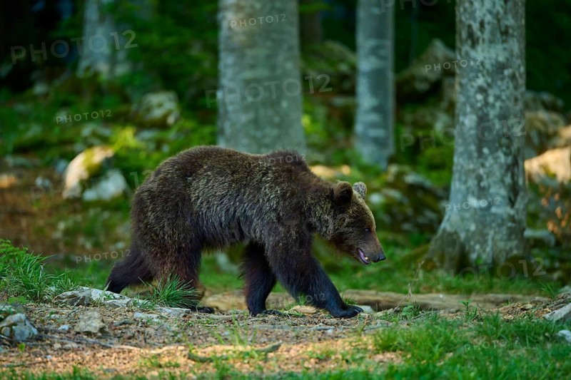 A brown bear moves cautiously through the wooded area, European brown bear (Ursus arctos), Slovenia