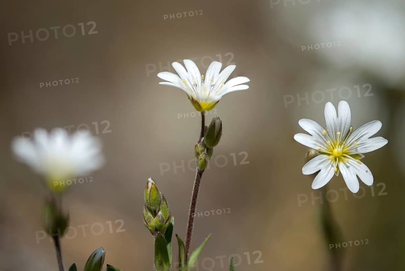 Field hornwort, caryophyllaceae, cerastium arvense, clove family, field chickweed, field mouse-ear, flora, plants, plants