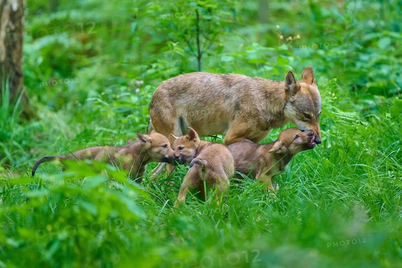 A caring she-wolf surrounded by her pups in the forest, summer, wolf (Canis lupus), Germany