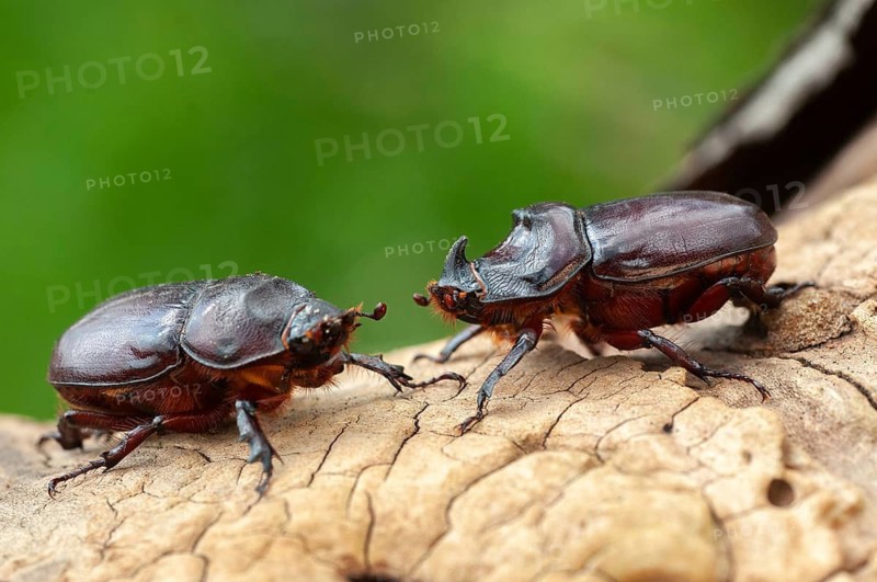 European rhinoceros beetle, rhinoceros beetle, oryctes nasicornis, rhinoceros beetle, beetle, coleoptera, female, insects, beetles, male, female