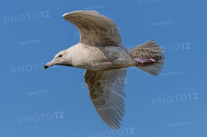 The two-year-old glaucous gull (Larus hyperboreus) is easily recognised by its two-coloured beak, which is an important identifying feature, vagrant, rarity, juvenile plumage, May, Denmark