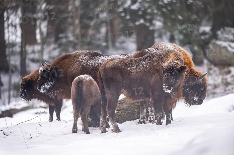 European bison (Bison bonasus) or Wisent standing on a meadow next to the forest in winter, snow, Bavaria, Germany