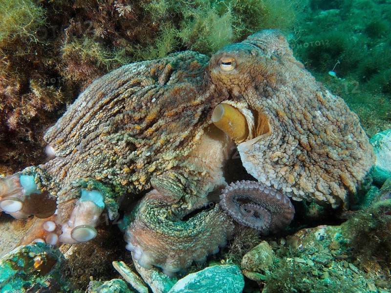 In the sea, a Common Octopus (Octopus vulgaris) rests on a rocky surface, its markings blend in with its surroundings. Dive site: Cap de Creus Marine Reserve, Rosas, Costa Brava, Spain, Mediterranean Sea