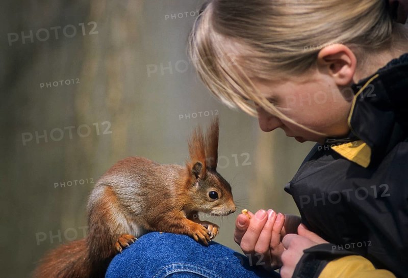 Squirrels, rodents, rodentia, sciurus vulgaris, squirrel, feeding, mammals, rodents, mammals