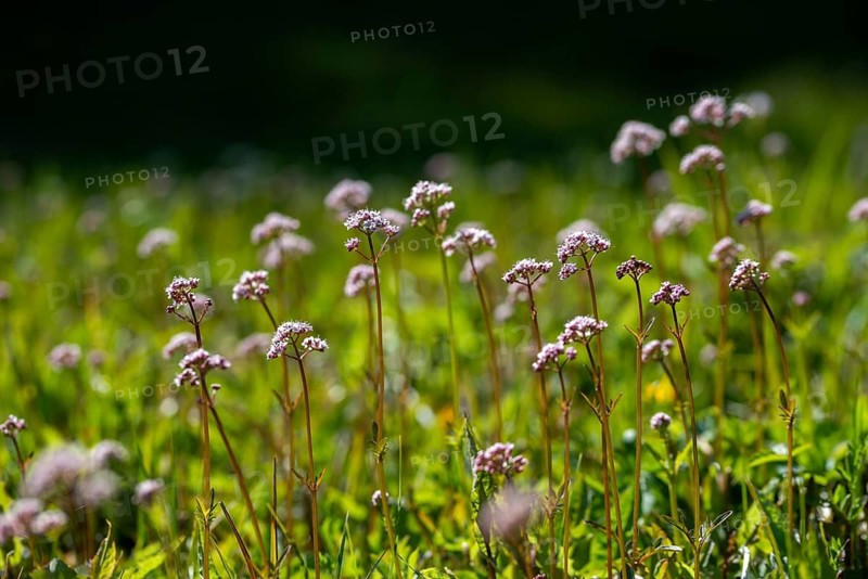 Valerian, valerian plants, small valerian, marsh valerian, valeriana dioica, valerianaceae, dioecious valerian, flora, marsh valerian, plants