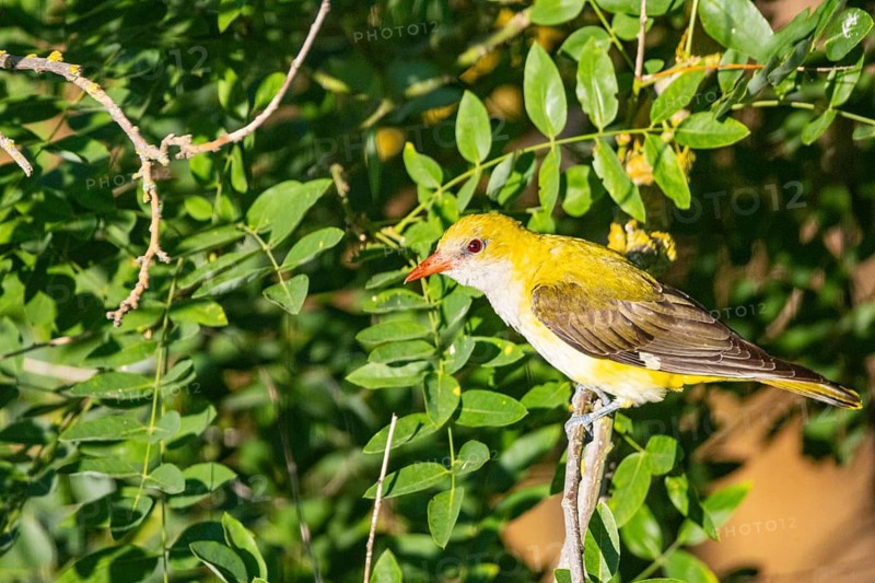 Eurasian Golden Oriole (Eurasian Golden Oriole) wbl Hungary