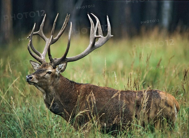 Artiodactyla, Cervus Elaphus, even-toed ungulate, cloven-hoofed, red deer, deer, deer, deer, leo, male, mammal, mammal, male, mammal