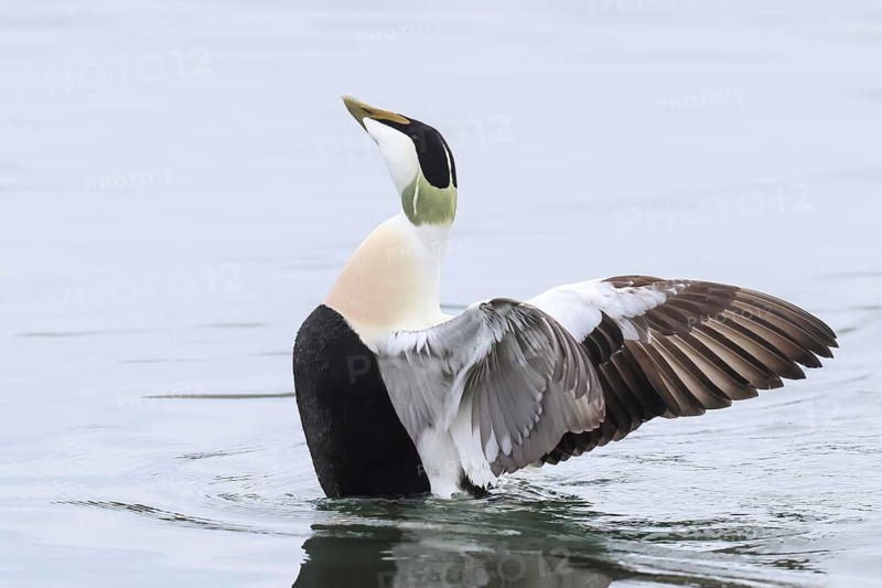 Eider (Somateria mollissima), male flapping his wings, wildlife, nature photography, duck bird, migratory bird, winter visitor, Baltic Sea, Baltic Sea island of Fehmarn, East Holstein, Schleswig-Holstein, Germany