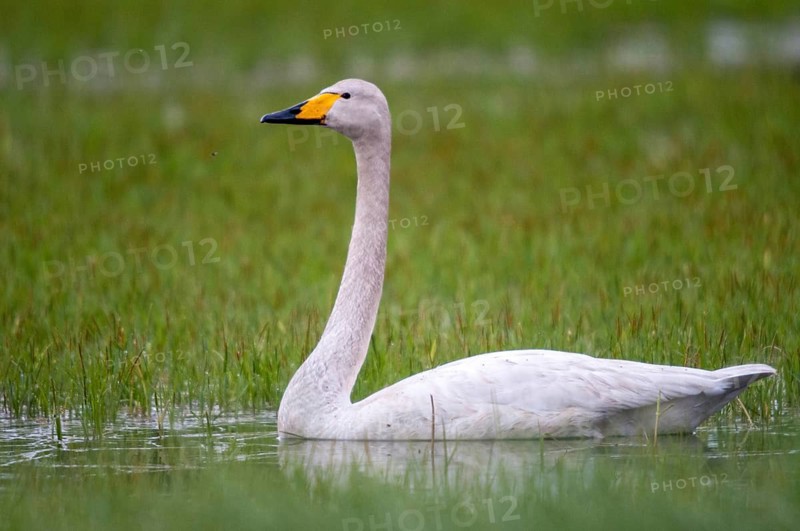 Cygnus cygnus, Finland, singing swan, whooper swan, anatidae, birds, duckbirds, swan, swans, swans, birds, waterbirds, waterbirds