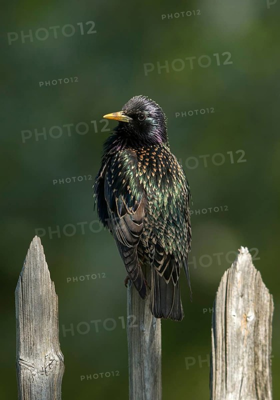 Star, Starling, Sturnus Vulgaris, Birds, Garden, Garden Fence, Garden Fence, High Size, Portrait, Passeri, Songbirds, Birds