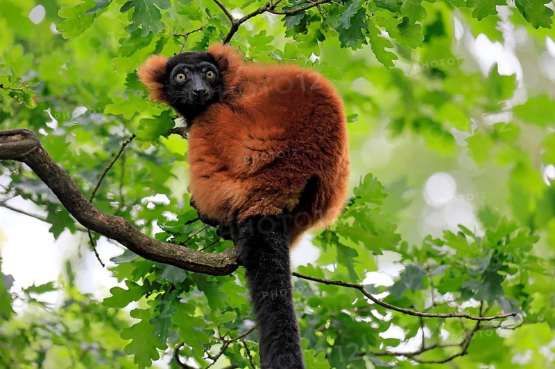 Red ruffed lemur (Varecia rubra), adult, on a tree, alert, Madagascar