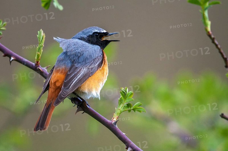 Redtail, Phoenicurus phoenicurus, redstart, birds, garden birds, song, male, passeri, singing, songbirds, birds