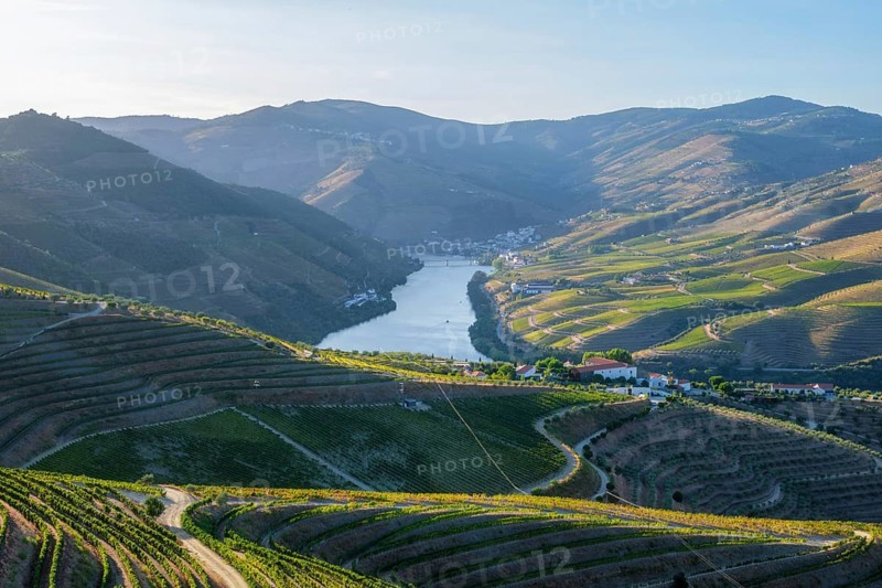 Douro river vineyard valley at sunrise in Portugal, with terraced slopes, winding roads, village buildings and soft morning light over the water