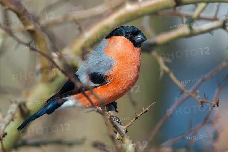 Bullfinch, Bullfinch, Pyrrhula Pyrrhula, Birds, Bullfinch, Passeri, Songbirds, Trumpeter Bullfinches, Birds