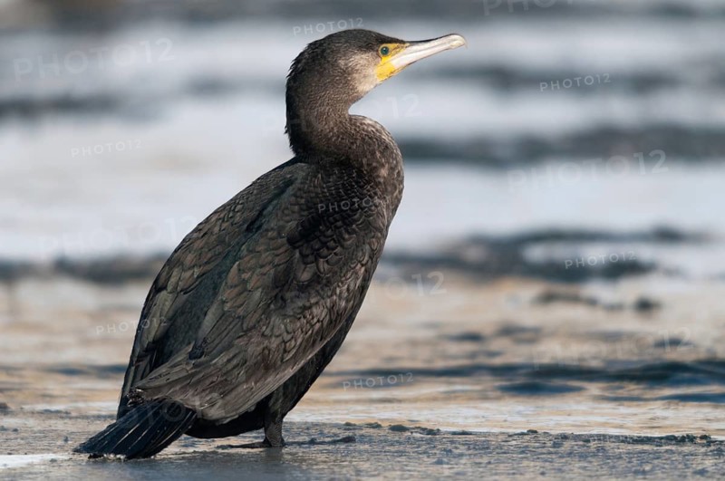 Black shag, cormorant, phalacrocorax carbo, birds, ice, immaturus, not sexually mature, pelecaniforms, oarpedes, snow, immature, birds, waterbirds, waterbirds, winter