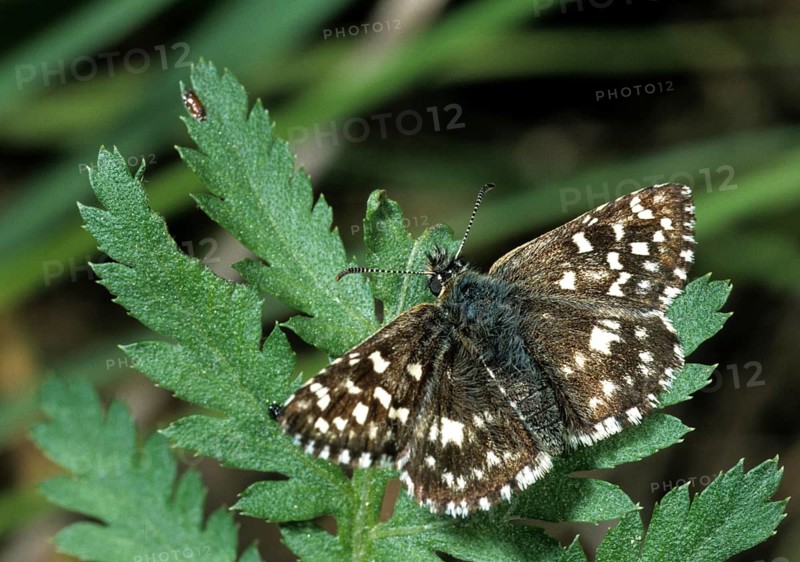 Carcharodus alceae, mallow thighead, butterfly, thick-headed butterfly, insects, mallow skipper, butterfly, butterflies