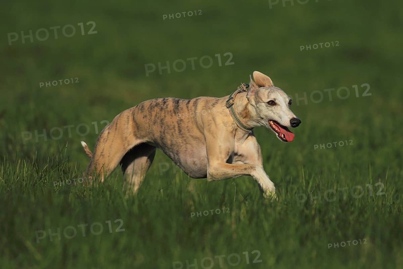 Whippet racing, Whippet running, A whippet runs energetically across a green meadow, Racing whippet, Whippet (Canis lupus familiaris), Baden-Württemberg, Germany