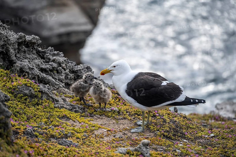 Dominican Gull (Larus dominicanus) with two chicks on the coast, Eastern Cape, South Africa