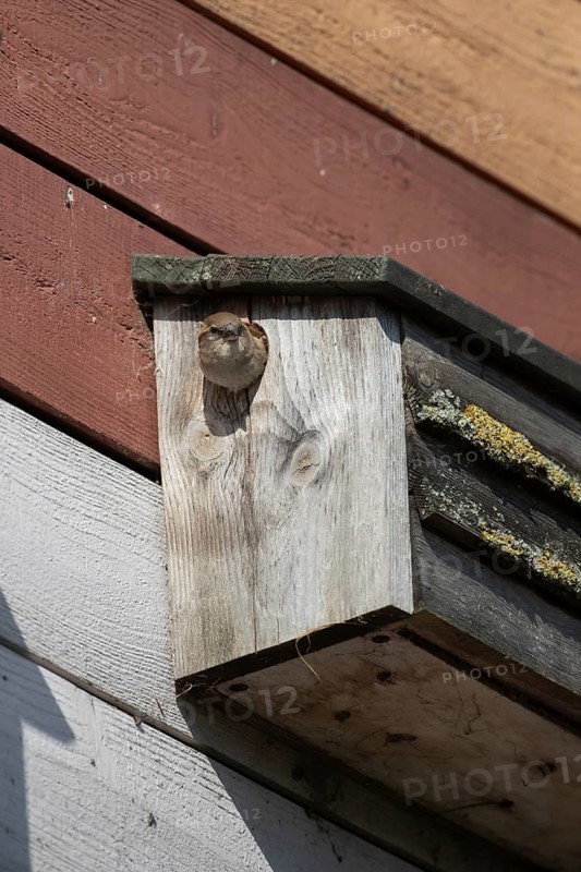 House sparrow (Passer domesticus) adult female bird emeging from a nest box, England, United Kingdom