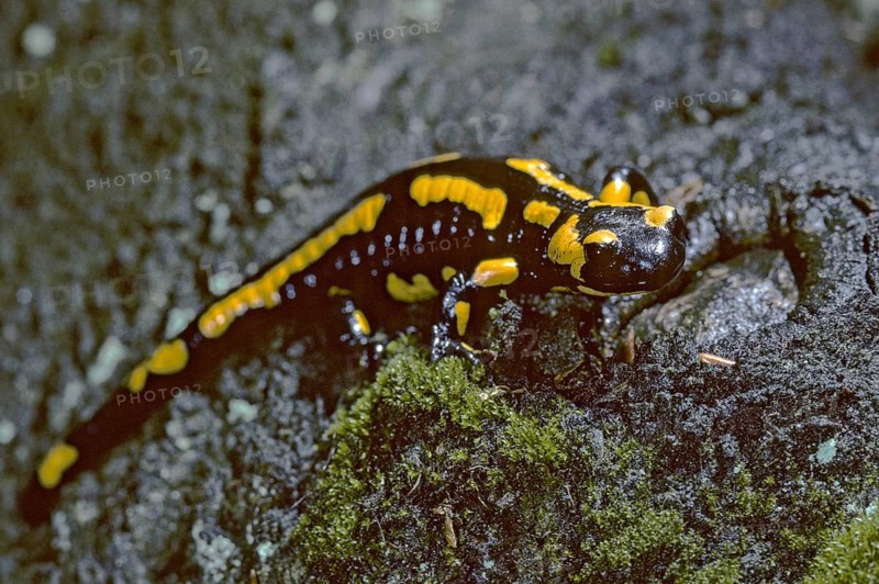 Fire salamanders, fire salamanders, salamandra salamandra, amphibians, amphibians, caudata, amphibians, tail amphibians