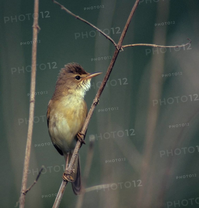 Acrocephalus palustris, marsh warbler, birds, song, high size, portrait, leo, male, male, passeri, singing, songbirds, birds, warbler