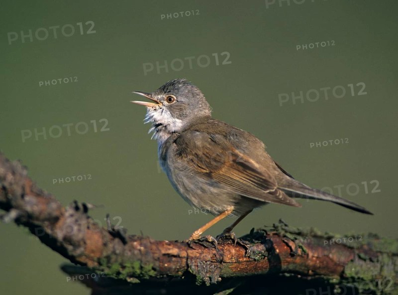 Warbler, Sylvia Communis, Whitethroat, Birds, Song, Male, Passeri, Singing, Songbirds, Birds