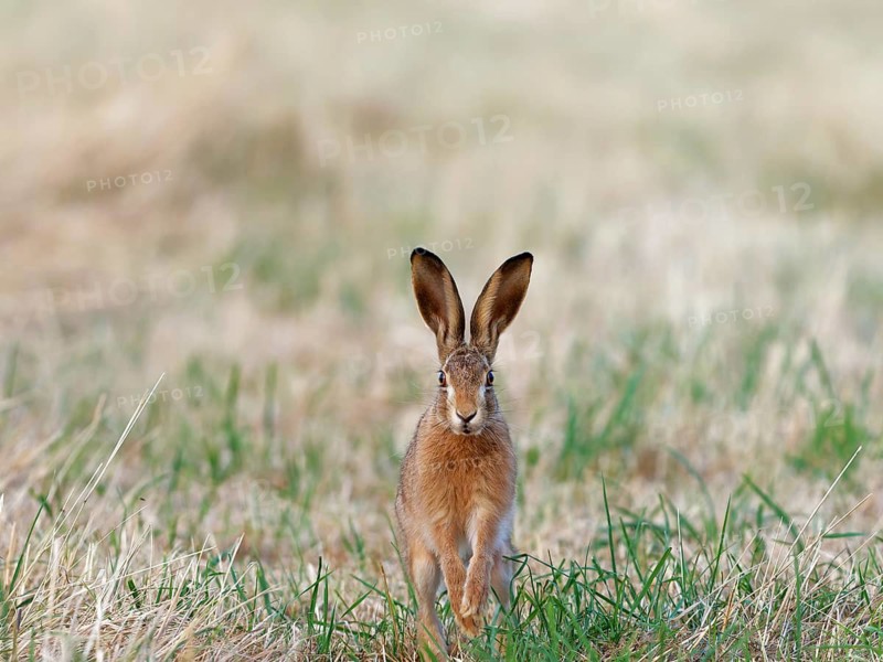 A brown hare (Lepus europaeus) runs towards the photographer across a meadow, Solms, Hesse, Germany