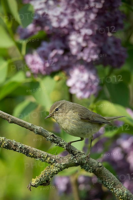 Chiffchaff, phylloscopus collybita, zilpzalp, birds, high size, portrait format, passeri, songbirds, birds