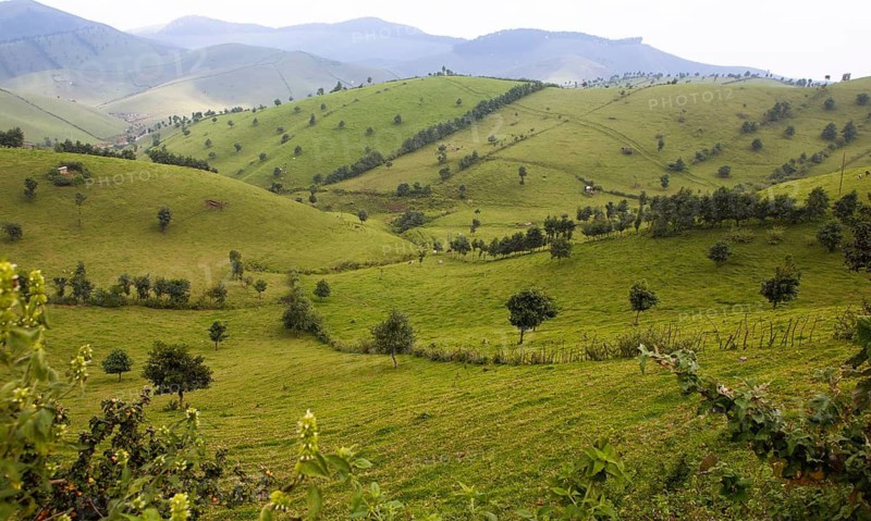 Hilly meadow landscape with dairy cows, Rwanda