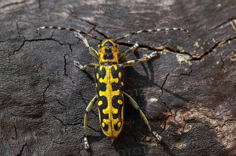 Ladder-marked Longhorn Beetle, Ladderbuck, Saperda Scalaris, Beetle, Longhorn Beetle, Coleoptera, Insects, Beetles