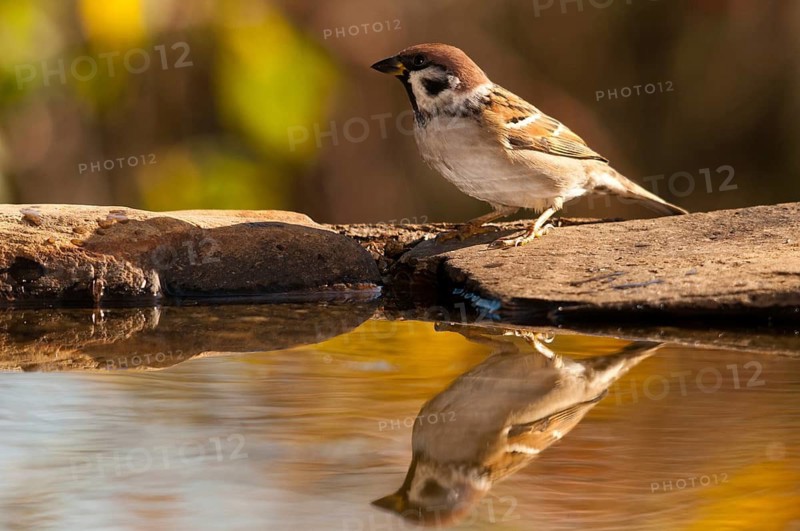 Tree Sparrow, Passer Montanus, Sparrow, Tree Sparrow, Bath, Bird Bath, Birds, Passeri, Songbirds, Sparrow, Sparrow, Sparrow, Sparrow, Watering Place