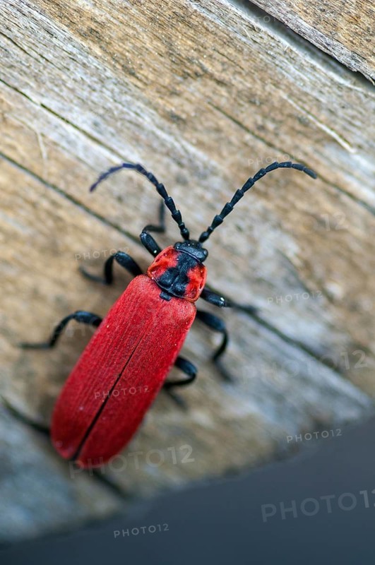 2009, Brandenburg, Germany, Lygistopterus sanguineus, national natural heritage, natural paradise Grünhaus, red net-winged beetle, red blanket beetle, weevil red blanket beetle, beetle, post-mining landscape, Coleoptera, green house, high size, portrait format, insects, beetles