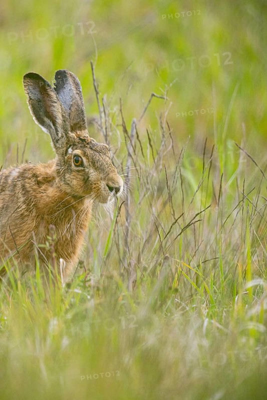 European hare (Lepus europaeus) Germany