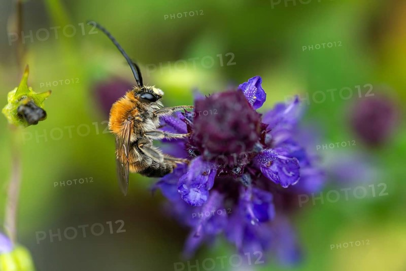 Apidae, bees, Eucera longicornis, early longhorn bee, hymenoptera, longhorn bee, long-horned bee, May longhorn bee, insects, males, wild bees