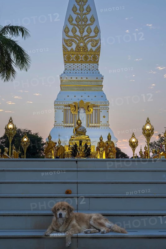 Chedi decorated with golden ornaments at Wat Phra That Phanom at sunset, temple complex in Amphoe That Phanom, Nakhon Phanom Province, Isan, Thailand