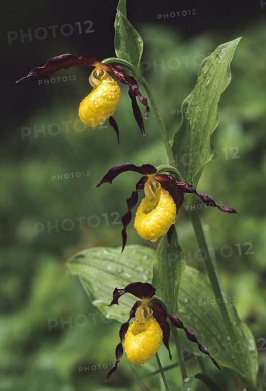 Cypripedium calceolus, lady's slipper orchid, orchidaceae, orchids, orchid plants, flora, high size, vertical format, plants, plants