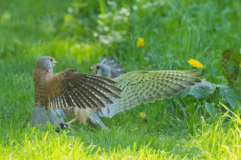 Two fighting kestrels (Falco tinnunculus) on a green meadow, territorial fight between adult and juvenile, Hesse, Germany
