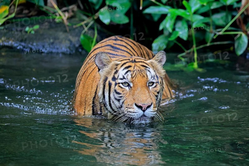 Malaysia tiger (Panthera tigris jacksoni), adult, in water, alert, Malaysia, Southeast Asia