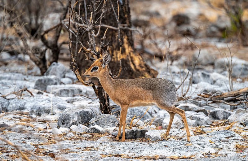 Damara dik-dik or kirk dik-dik (Madoqua kirkii), adult animal in the undergrowth, Etosha National Park, Namibia