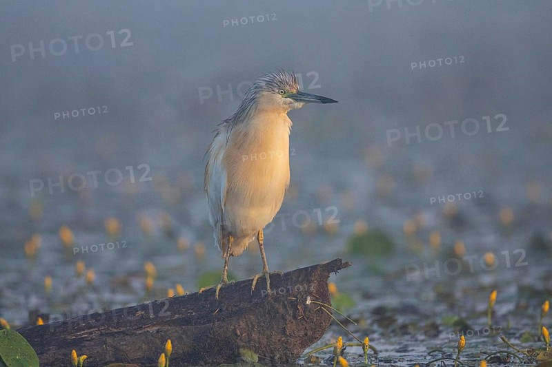 Squacco Heron (Ardeola ralloides) in the fog Hungary