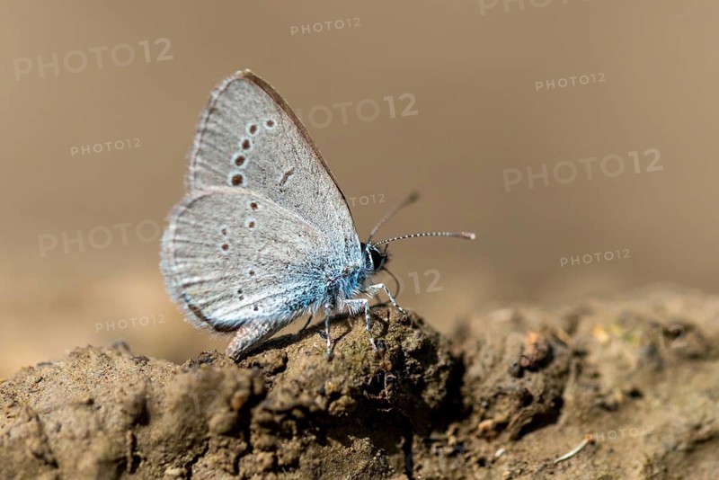 Cupid minimus, little blue, blue, butterfly, insects, butterfly, butterflies, butterflies