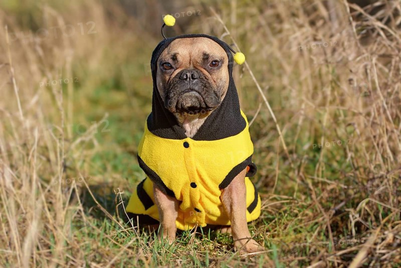 Funny French Bulldog dog dressed up as a bee wearing a black and yellow costume with hood and antlers