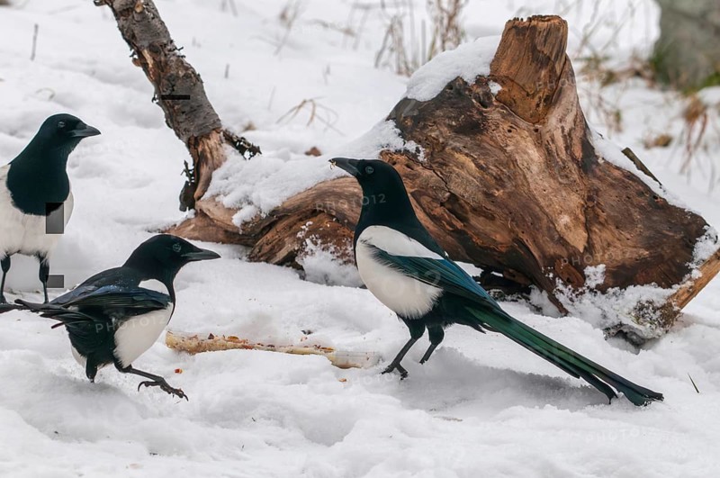 Magpie, pica pica, birds, corvidae family of birds, passeri, corvids, snow, songbirds, songbirds, birds, winter