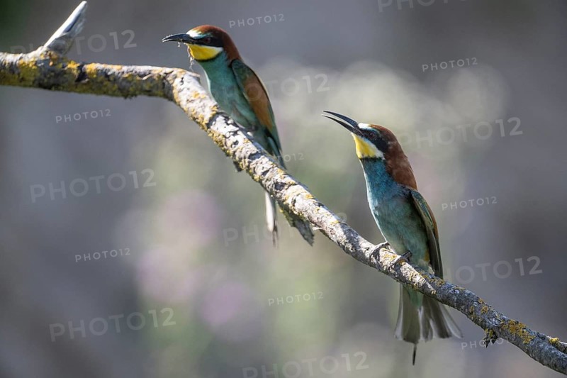 Bee-eater (Merops apiaster), Rhineland-Palatinate, Germany