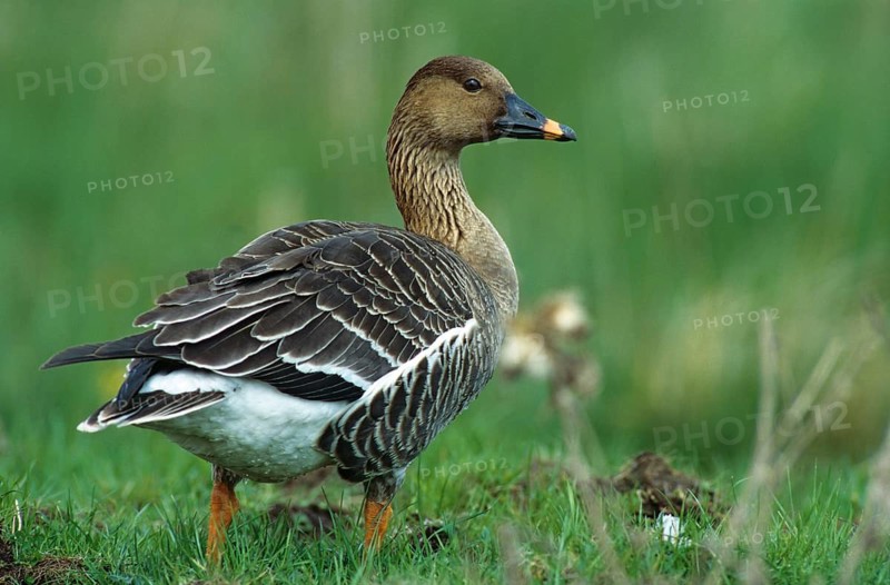 Anser Fabalis, Bean Goose, Saatgans, Anatidae, Birds, Duckbirds, Goose, Geese, Goose, Leo, Birds, Waterbirds