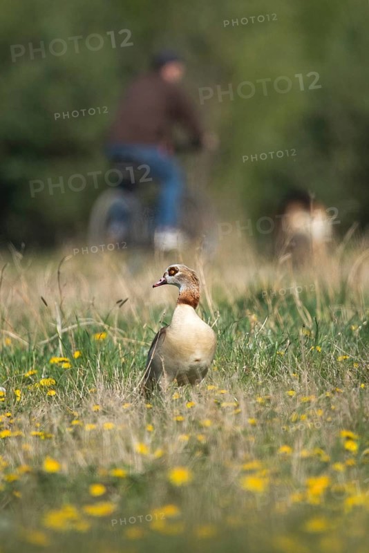 Alopoch aegyptiacus, Egyptian goose, Nile goose, Anatidae, birds, duckbirds, goose, geese, high size, portrait format, birds, waterbirds, waterbirds