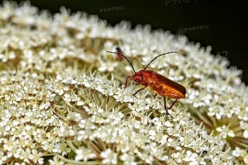 A close-up of a reddish beetle sitting on a white flower: the Common red soldier beetle in the grass near Herleshausen in Germany (Rhagonycha fulva)