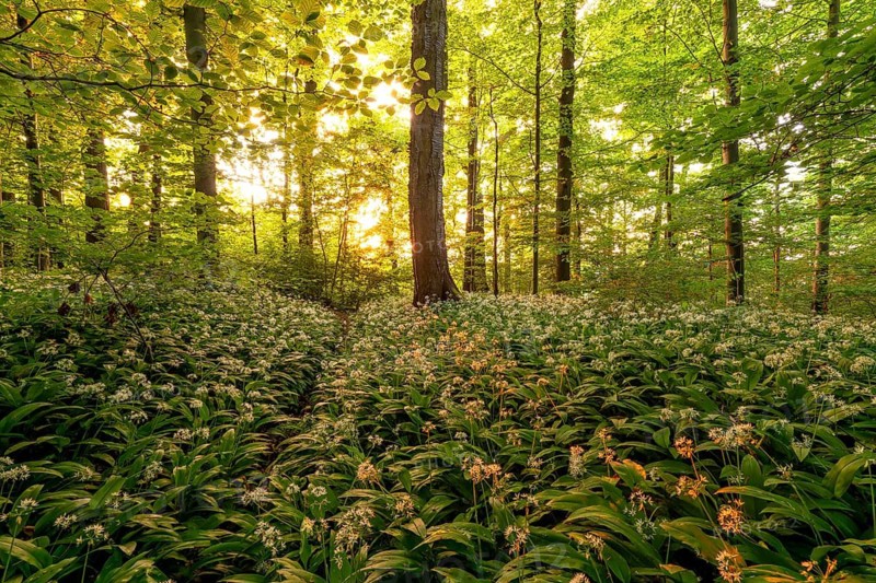 Golden sun star shining through spring forest with blooming wild garlic. Kirchheim unter Teck, Baden-Württemberg, Germany
