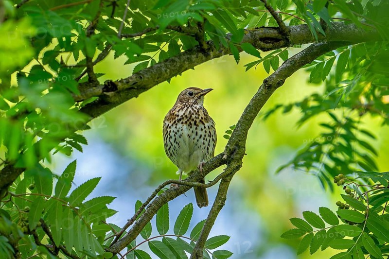 Song thrush (Turdus philomelos) perched on branch in rowan tree with green foliage in spring