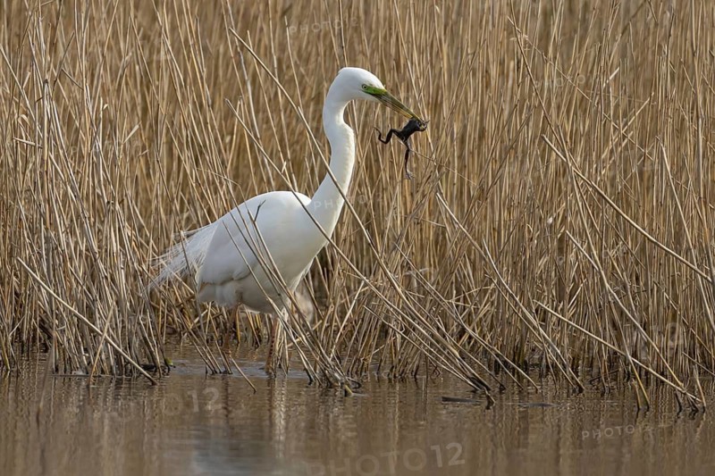 Great white egret (Ardea alba) adult bird in water on the edge of a reedbed with a frog for food in its beak, England, United Kingdom